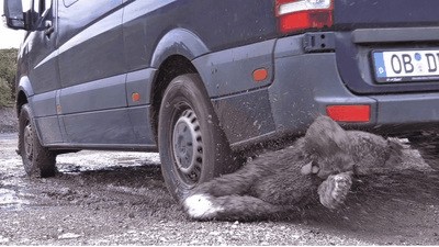 Crushing Your Teddy Under Muddy Tires